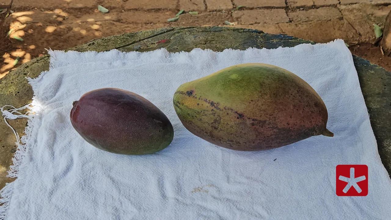 Além do porte, a  manga também possui polpa firme, doce, sem fiapos e caroço pequeno