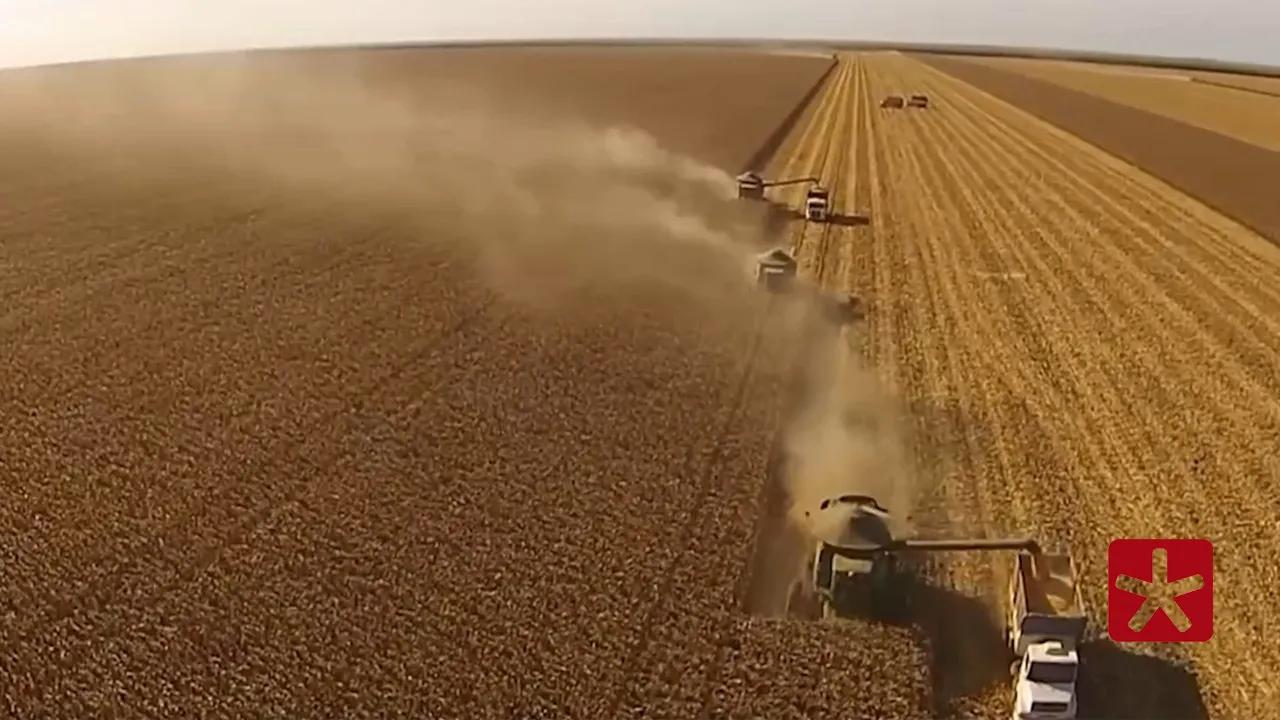 Mercado agropecuário registra altas pontuais e quedas em grãos e leite nesta sexta-feira